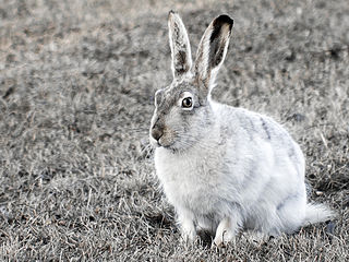 White-tailed jackrabbit