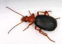 beetle